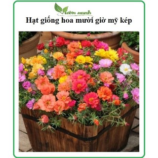 Hạt giống Hoa Mười Giờ Mỹ kep Mix 100H