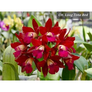 Cat mini tú cầu đỏ trưởng thành hoa đẹp và thơm