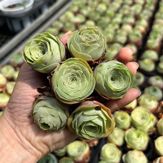  sen đá Hoa Hồng Xanh greenovia size mini 2-2,5cm cây cảnh trang trí nhà cửa THUANPHAT GARDEN 