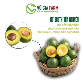 Bơ 034/ Bơ Booth Tây Nguyên Vũ Gia Farm - bơ sạch nhà trồng chín tự nhiên , thu hoạch trực tiếp tại vườn
