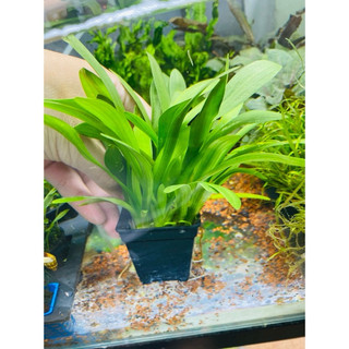 Cỏ voi thuỷ sinh - cây thuỷ sinh dễ trồng không cần co2