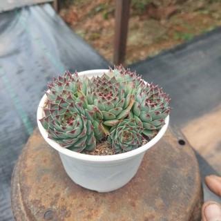 Sen đá cổ thụ phật bà đỏ Đà Lạt