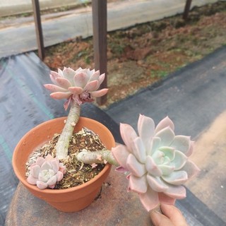 sen đá cổ thụ đá ruby hồng Đà Lạt