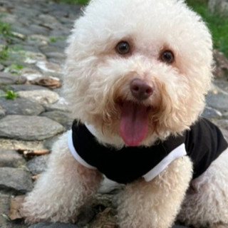 ÁO TIKTOK CHO THÚ CƯNG CỰC CUTE