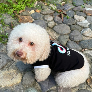 ÁO TIKTOK CHO THÚ CƯNG CỰC CUTE