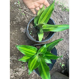 Chậu thiết mộc lan nhỏ