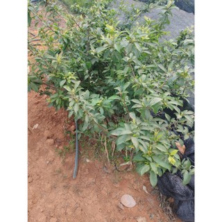 cây mận tím Bắc Hà