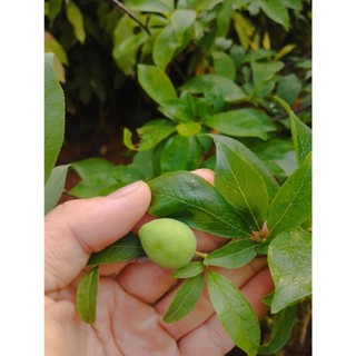 cây mận tím Bắc Hà