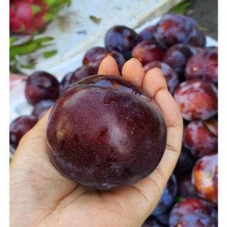cây mận tím Bắc Hà