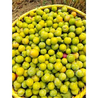 Mận tam hoa sơn la(cây giống)