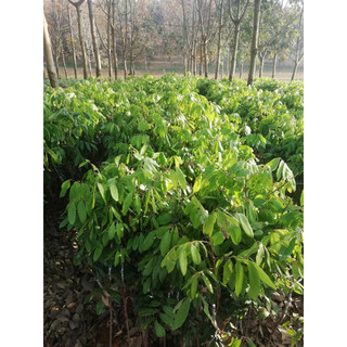 cây nhãn ghép (nhãn Sông Mã)