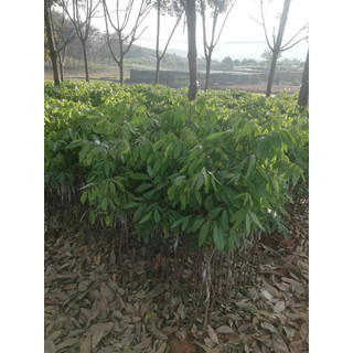 cây nhãn ghép (nhãn Sông Mã)