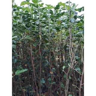 Cây táo mèo ghép- thu hoạch sau 6 tháng