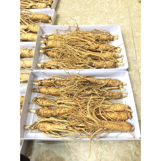 Sâm tươi loại 10 củ/1kg - sâm hàn quốc 6 năm tuổi