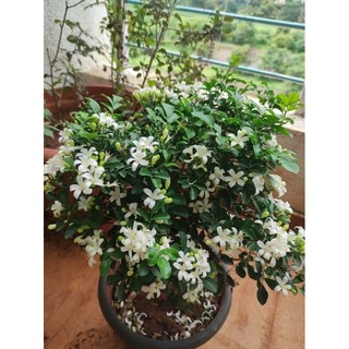 Cây nguyệt quế thái lá nhỏ - cây làm bonsai, có hoa trắng rất thơm