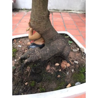 cây khế ngọt bonsai ( chỉ ship hỏa tốc )