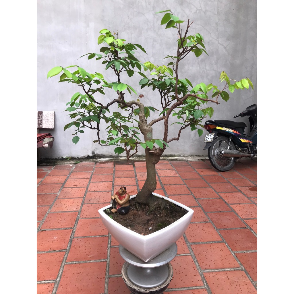 cây khế ngọt bonsai ( chỉ ship hỏa tốc )
