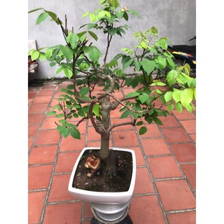 cây khế ngọt bonsai ( chỉ ship hỏa tốc )