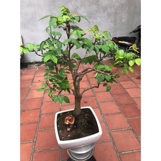 cây khế ngọt bonsai ( chỉ ship hỏa tốc )