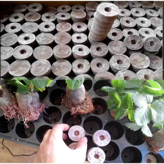 combo 100 viên nén xơ dừa, viên ươm hạt