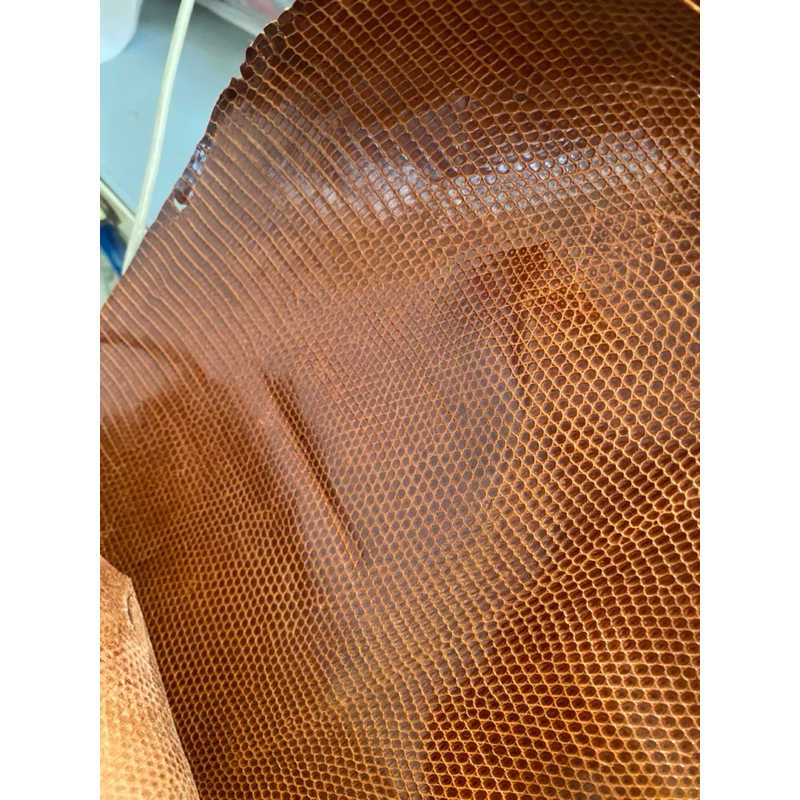 da kỳ đà size nhỏ