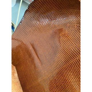 da kỳ đà size nhỏ