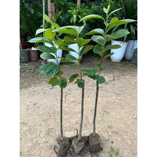 hồng giòn mộc châu