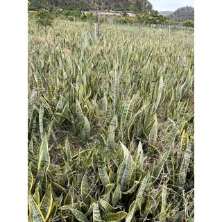 combo 20 cây lưỡi hổ viền vàng