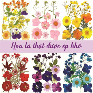 Hoa lá thật ép khô làm handmade, makeup, trang trí tranh, sổ, thiệp, khung ảnh