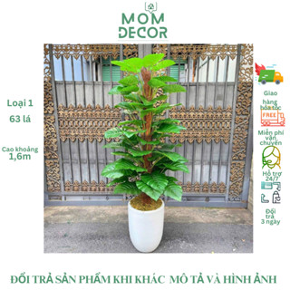 Cây Giả Cây Trầu Bà Giả  63 Lá Cao 1,6m thân to,loại 1,trang trí văn phòng ,phòng khách,homestay