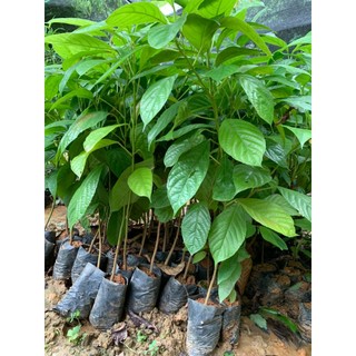 cây giống dâu da đất ca0 60-70cm