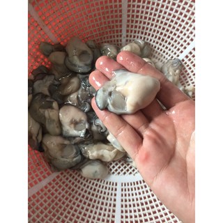 Giá sỉ Ruột Hàu Sữa Pháp - Q12