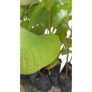 Cây giá tỵ, (cây tech) cao từ 70cm