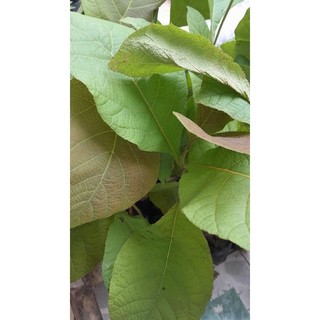 Cây giá tỵ, (cây tech) cao từ 70cm