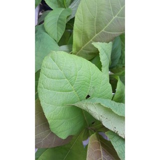 Cây giá tỵ, (cây tech) cao từ 70cm