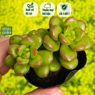 Sen đá chilli cheese SONDA GARDEN size bé 5-8cm, cây cảnh trang trí nhà cửa, lỗi 1 đổi 1
