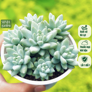 Sen đá chuỗi ngọc lam SONDA GARDEN size trung bình 10-12cm, cây cảnh trang trí nhà cửa, lỗi 1 đổi 1