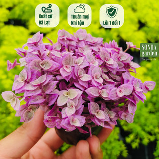 Cỏ pink lady SONDA GARDEN size bé 6-7cm, cây cảnh trang trí nhà cửa, lỗi 1 đổi 1