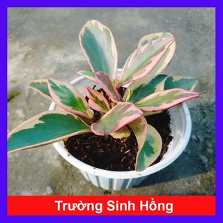 Cây Trường Sinh Hồng - cây cảnh lá đẹp để bàn