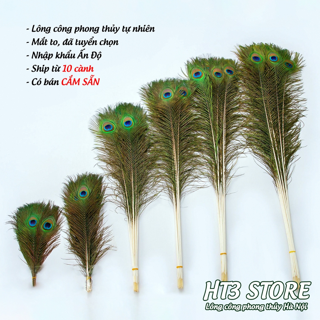 Lông công phong thủy Ấn Độ, hàng tuyển chọn, mắt to, không rách