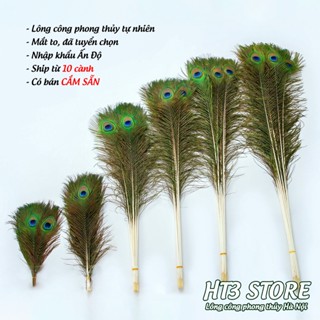 Lông công phong thủy Ấn Độ, hàng tuyển chọn, mắt to, không rách
