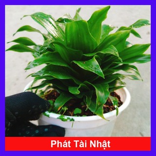 Cây Phát Tài Nhật - cây cảnh phong thủy để bàn mang lại may mắn tài lộc