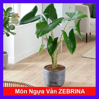 Cây Môn Ngựa Vằn - ALOCASIA ZEBRINA - cây cảnh đẹp trong nhà trang trí nhà cửa tạo không gian xanh