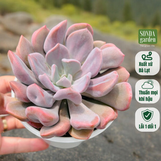 Sen đá cúc hột SONDA GARDEN size trung bình 10cm, cây cảnh trang trí nhà cửa, lỗi 1 đổi 1