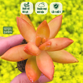 Sen đá đá cam SONDA GARDEN size mini 2.5-4cm, cây cảnh trang trí nhà cửa, lỗi 1 đổi 1
