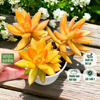  Sen đá đá cam SONDA GARDEN size trung bình 10cm cây cảnh trang trí nhà cửa lỗi 1 đổi 1 