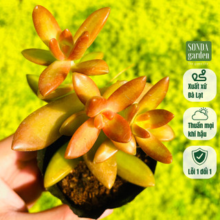 Sen đá đá cam SONDA GARDEN size bé 5-7cm, cây cảnh trang trí nhà cửa, lỗi 1 đổi 1