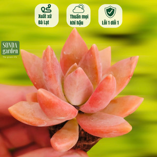 Sen đá đá đỏ SONDA GARDEN size mini 2.5-4cm, cây cảnh trang trí nhà cửa, lỗi 1 đổi 1