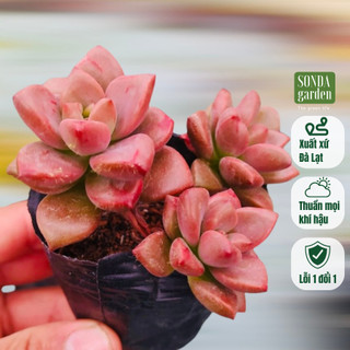 Sen đá đá nâu SONDA Garden size bé 5-8cm cây cảnh trang trí nhà cửa, lỗi 1 đổi 1