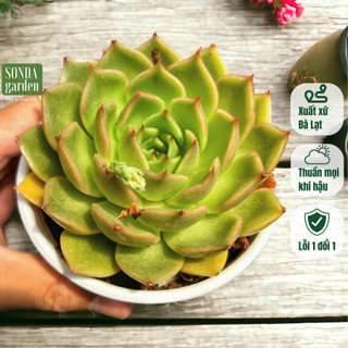 Sen đá đế vương xám SONDA Garden size trung bình 10-12cm, cây cảnh trang trí nhà cửa, lỗi 1 đổi 1